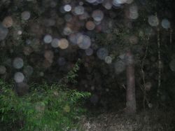 Orbs, trees and shrubs