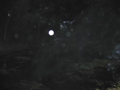 Multiple light phenomena and a bat